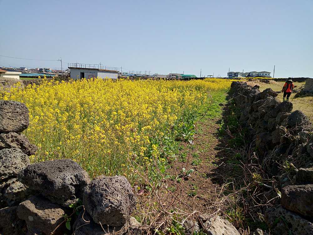 올레1-1코스&#44; 우도(牛島·Udo) 산물통입구