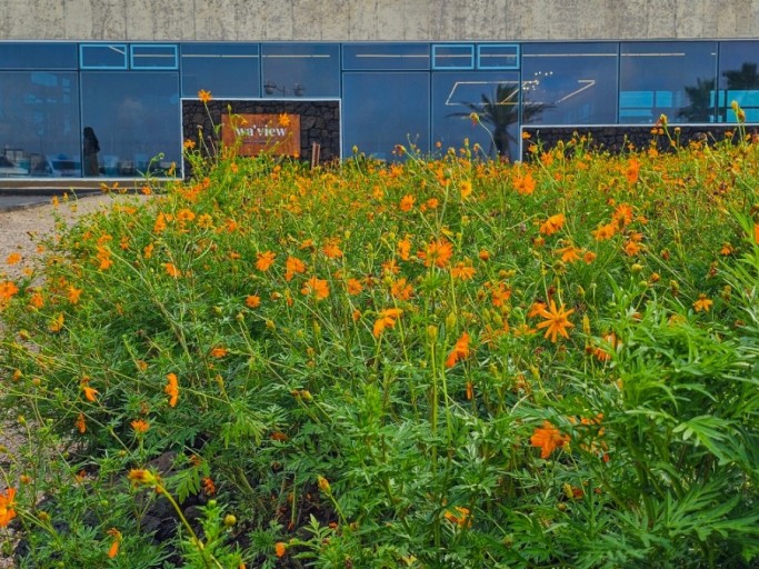 웨이뷰 코스모스 축제