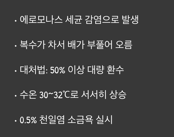 1. 솔방울병 (비늘 일어남 현상)