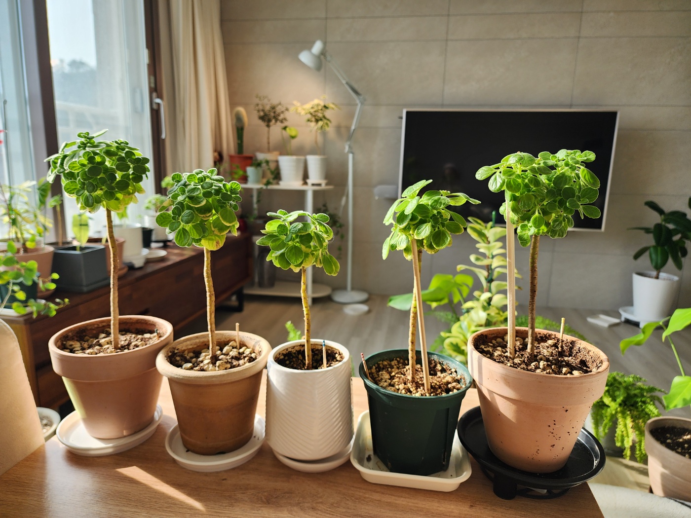 2024년 2월 현재의 장미허브모습