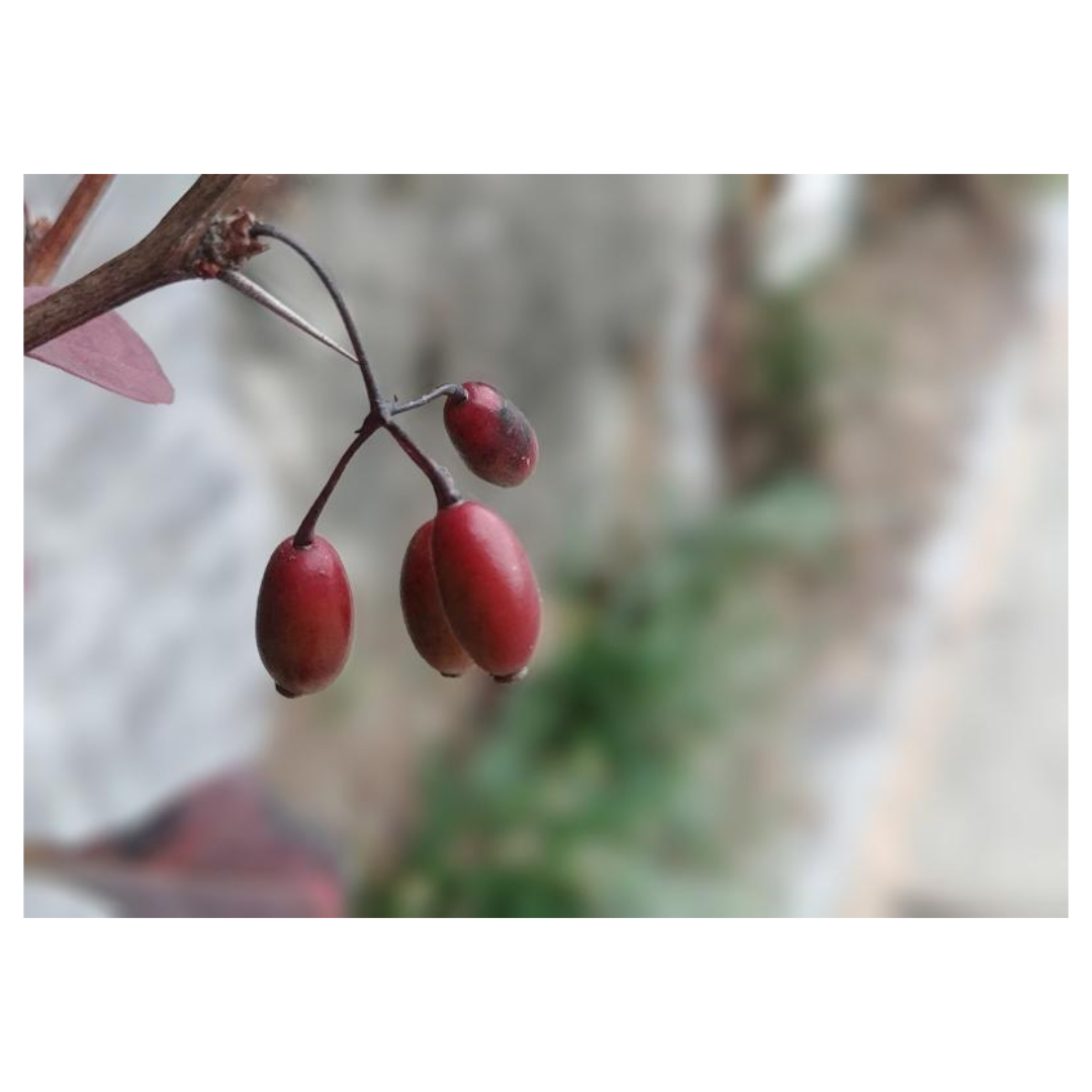 오미자청과 관련된 사진입니다.