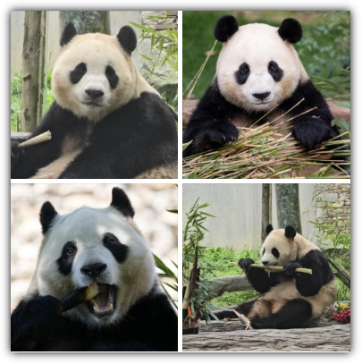 석사자상 반환과 푸바오 귀환 가능성