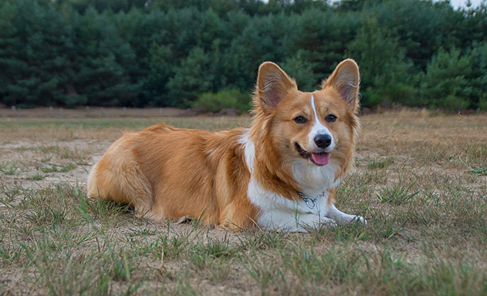 웰시코기-꼬리-단미-이유,-무료입양,-종류,-기본정보