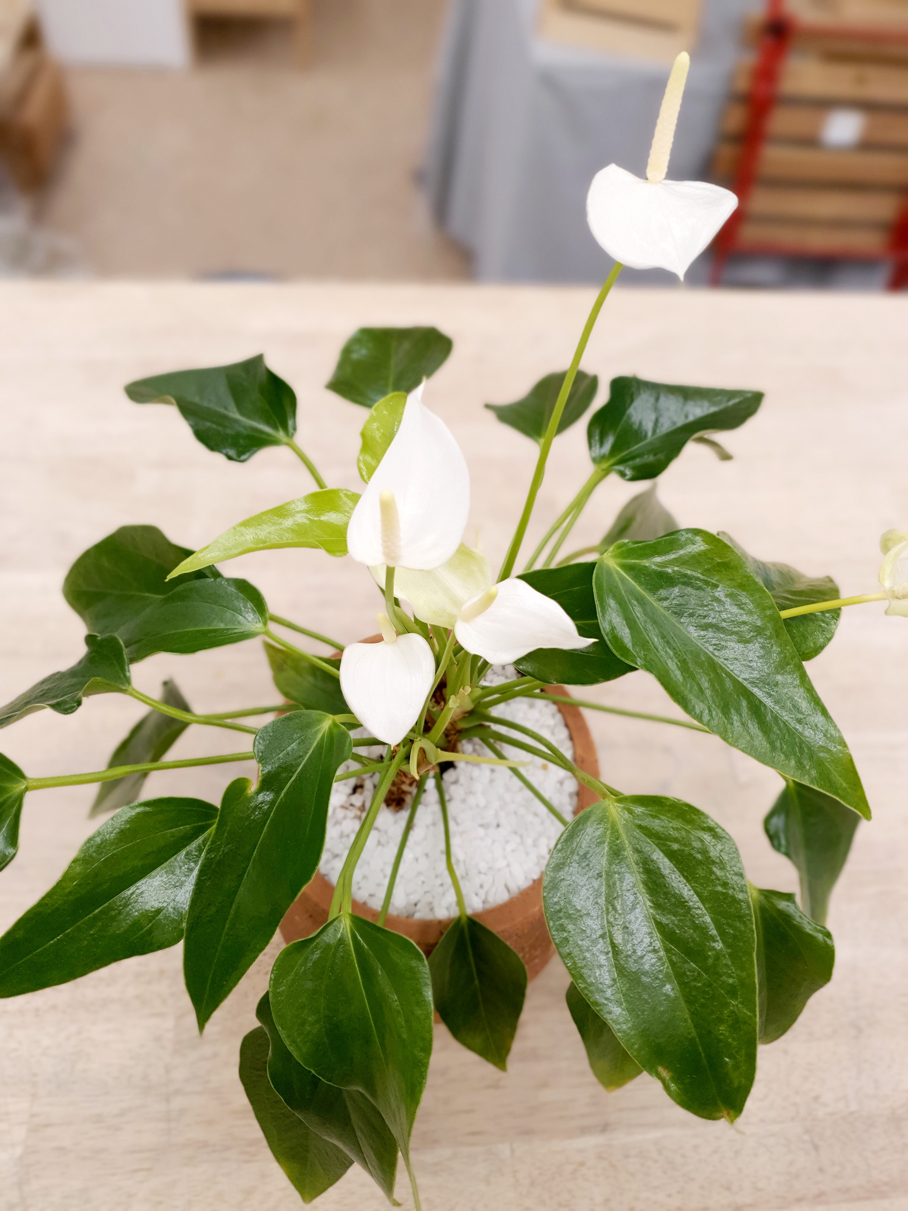 Anthurium Eclipse