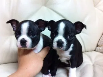 보스턴 테리어 애교만점 강아지 특징_19