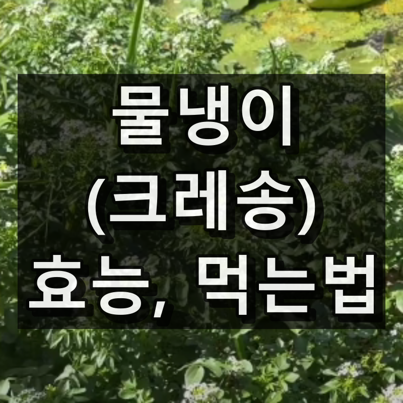 물냉이 효능과 먹는법 대표 이미지