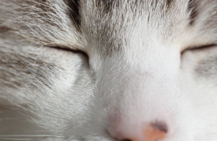 고양이 얼굴 업.