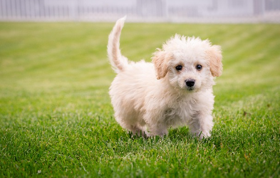 강아지 종합검진관련사진