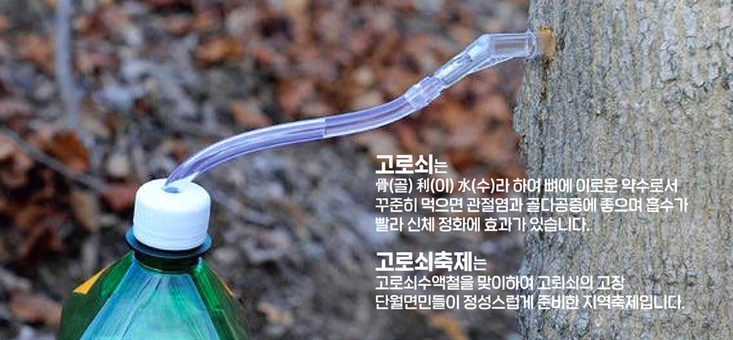 양평 단월 고로쇠축제