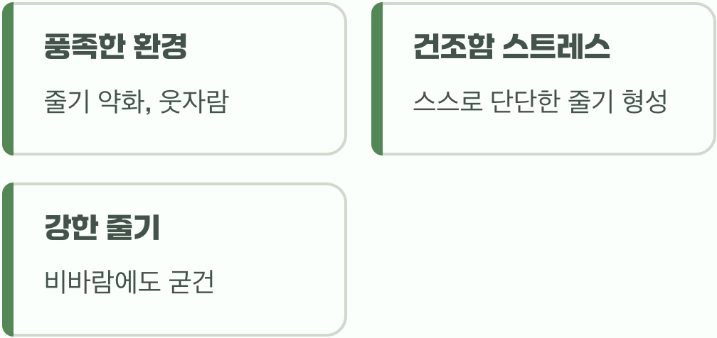 쓰러지지 않는 짱짱함의 비밀