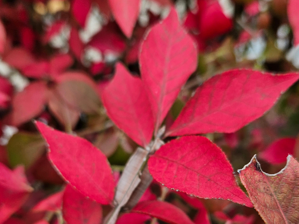 단풍이 이쁜 나무