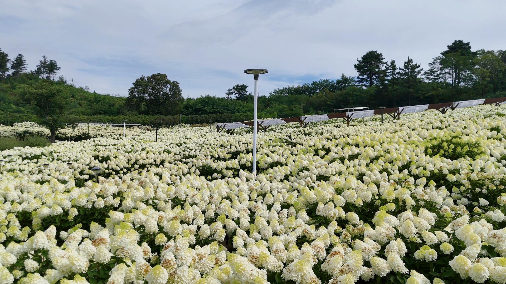 속초 영랑호 수국축제 속초수목농원