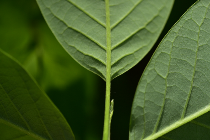 함박꽃나무 잎1