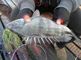 디낚 점주조황 인낚 부낚 어부지리 바다낚시_15