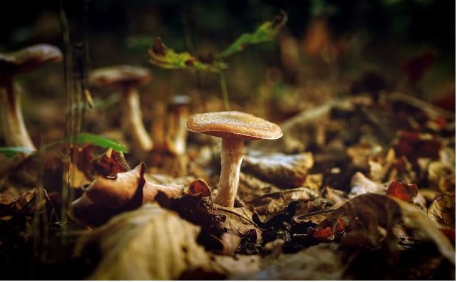 임업인 자격조건 혜택