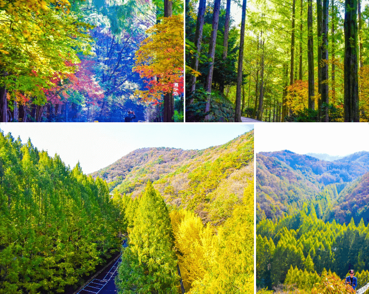 2024 단풍절정시기 지도 명소 설악산 축제 가을 지역별 시기 정보 화담숲 단풍