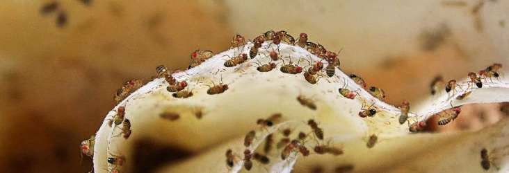 초파리 없애는 법2