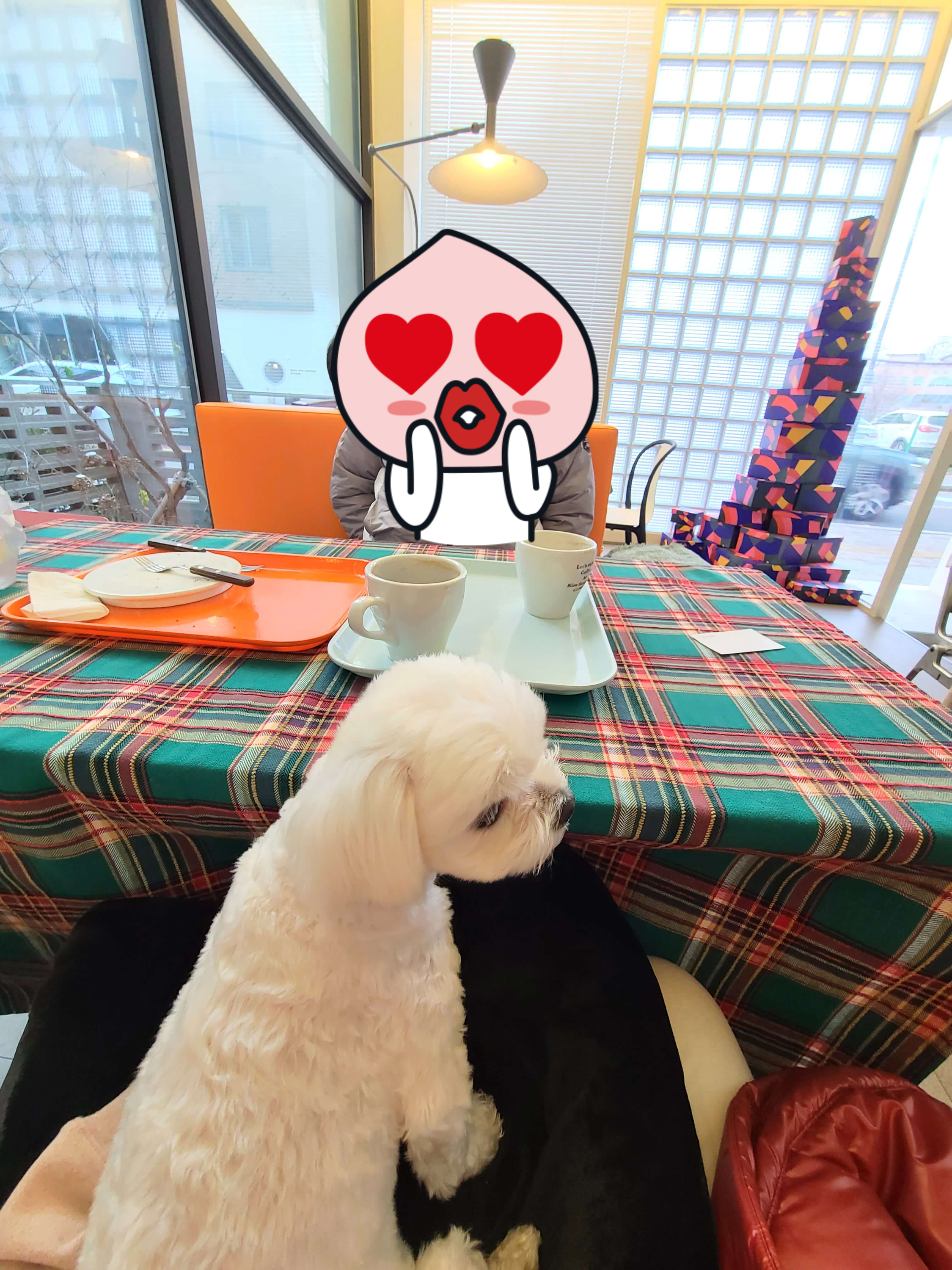 애견동반카페 김성민커피