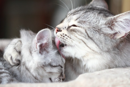 어미 고양이와 새끼 고양이.