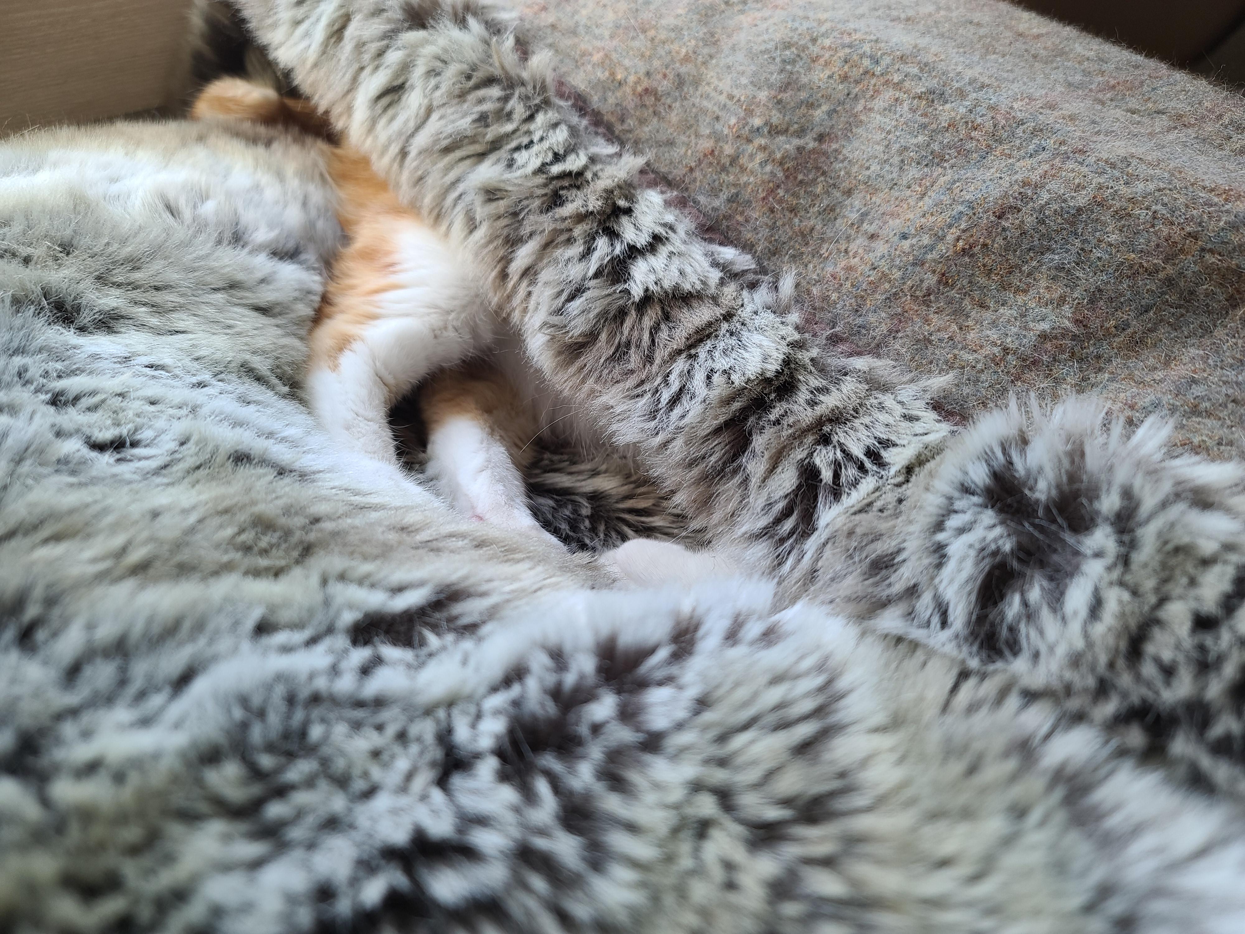 잔망스럽고 애교많은 내고양이들.