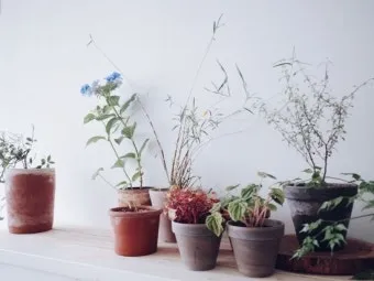 실내식물 여름철 관리 고온다습 통풍확보 물주기시간대 환기방법_11