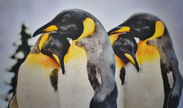 귀여운-펭귄-무리