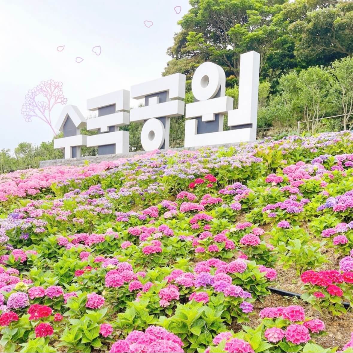 도초도 수국축제