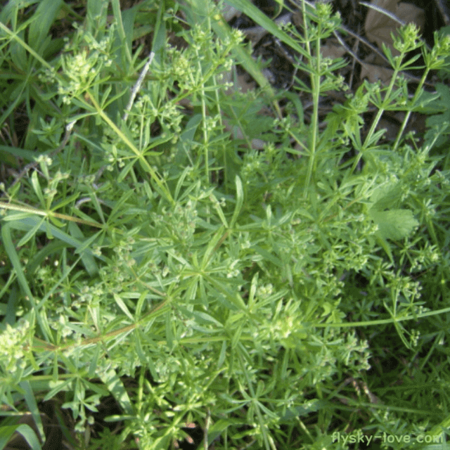 암에 효과적인 산야초 갈퀴덩굴(팔선초)