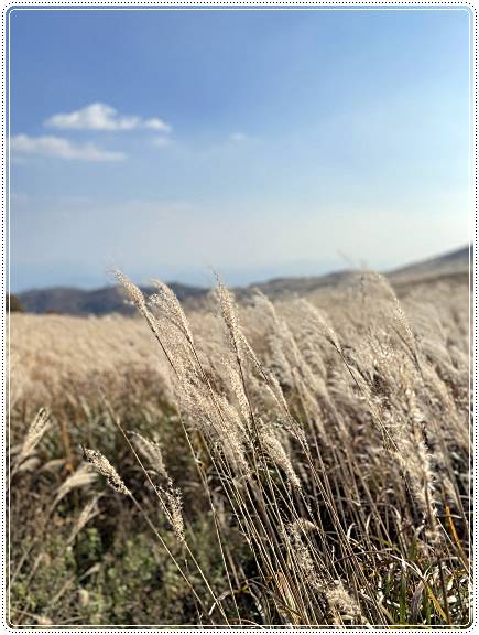 황매산-억새축제