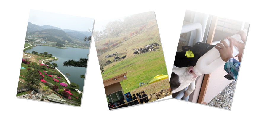 출처- 지리산치즈랜드 공식홈페이지 구례 지리산 치즈랜드 수선화 실시간 4월 국내여행 추천