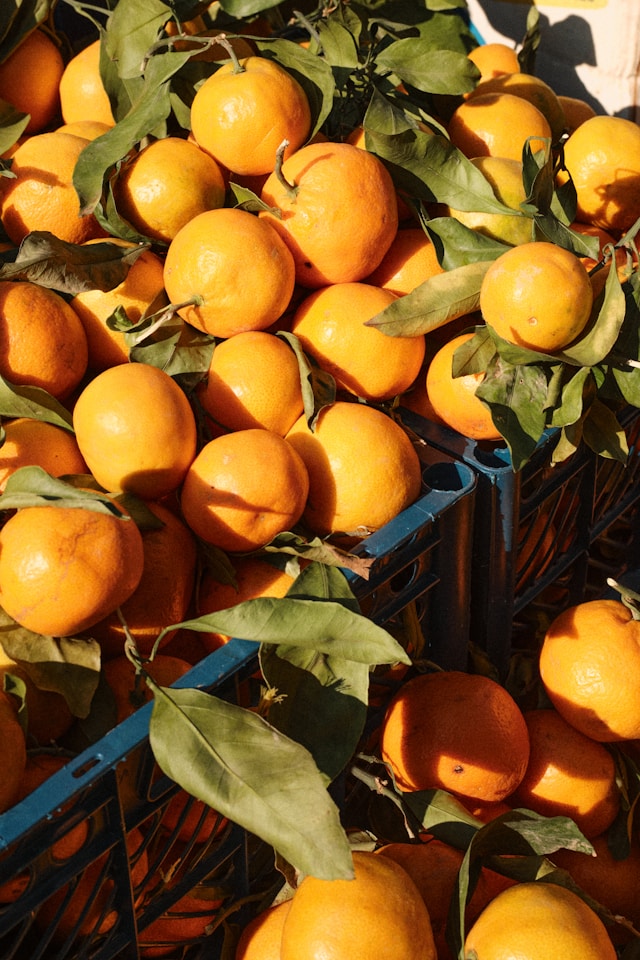 제주 못난이 귤 가성비 맛 보관법 총정리