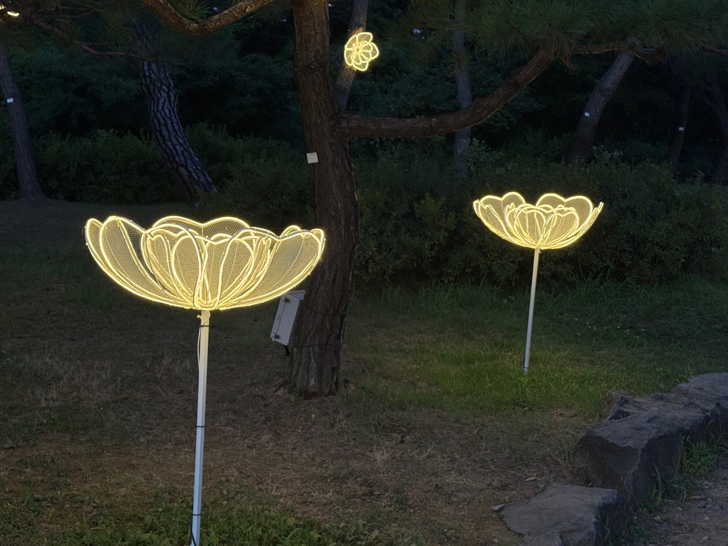 궁남지 연꽃 야경