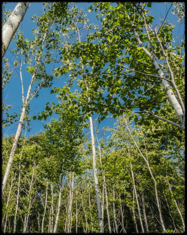 화담숲 예약방법 입장요금 할인정보 모노레일 예매방법 이용요금