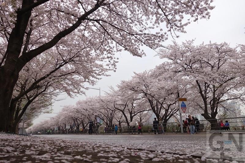 여의도 벚꽃 사진