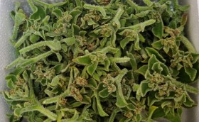 생방송 오늘 아침 아이스플랜트 얼음채소 주문 하기 관련 사진