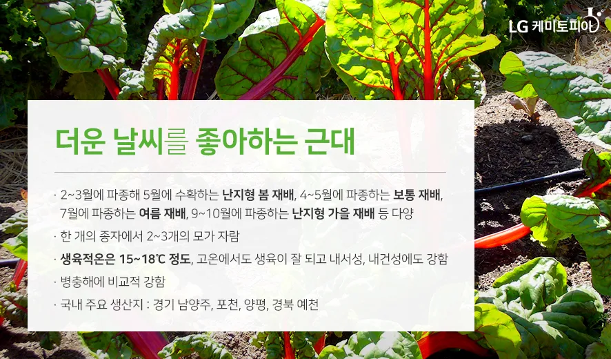 근대 재배 잎 따기 간격 유지 연속 수확_4