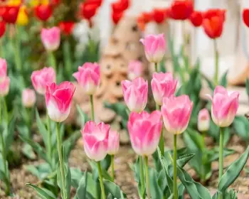 퍼스트가든 봄꽃축제 블루밍가든_12