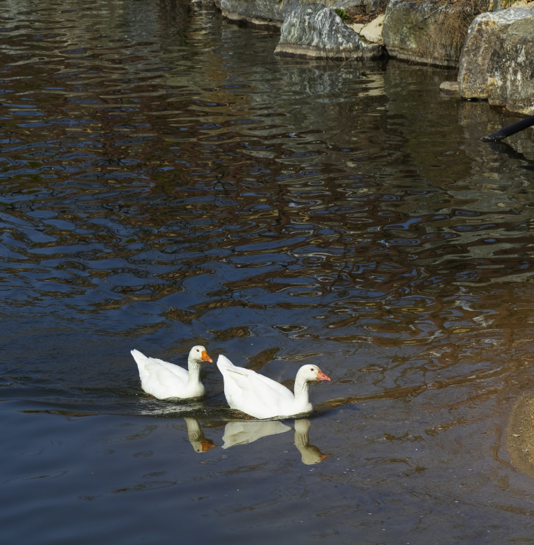 용인 자작나무숲 봄꽃 축제