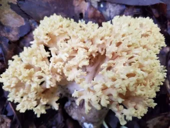 싸리버섯 채취시기종류 정보를 정리_7