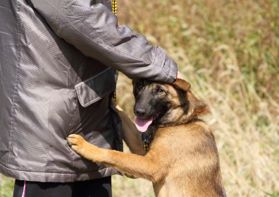 주인에게 달려드는 개