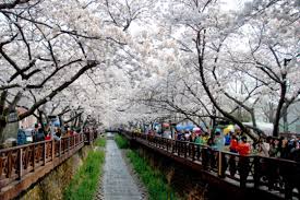 서울 벚꽃 명소