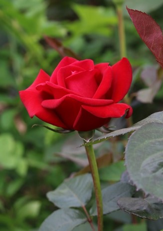 에버랜드 장미축제 2025