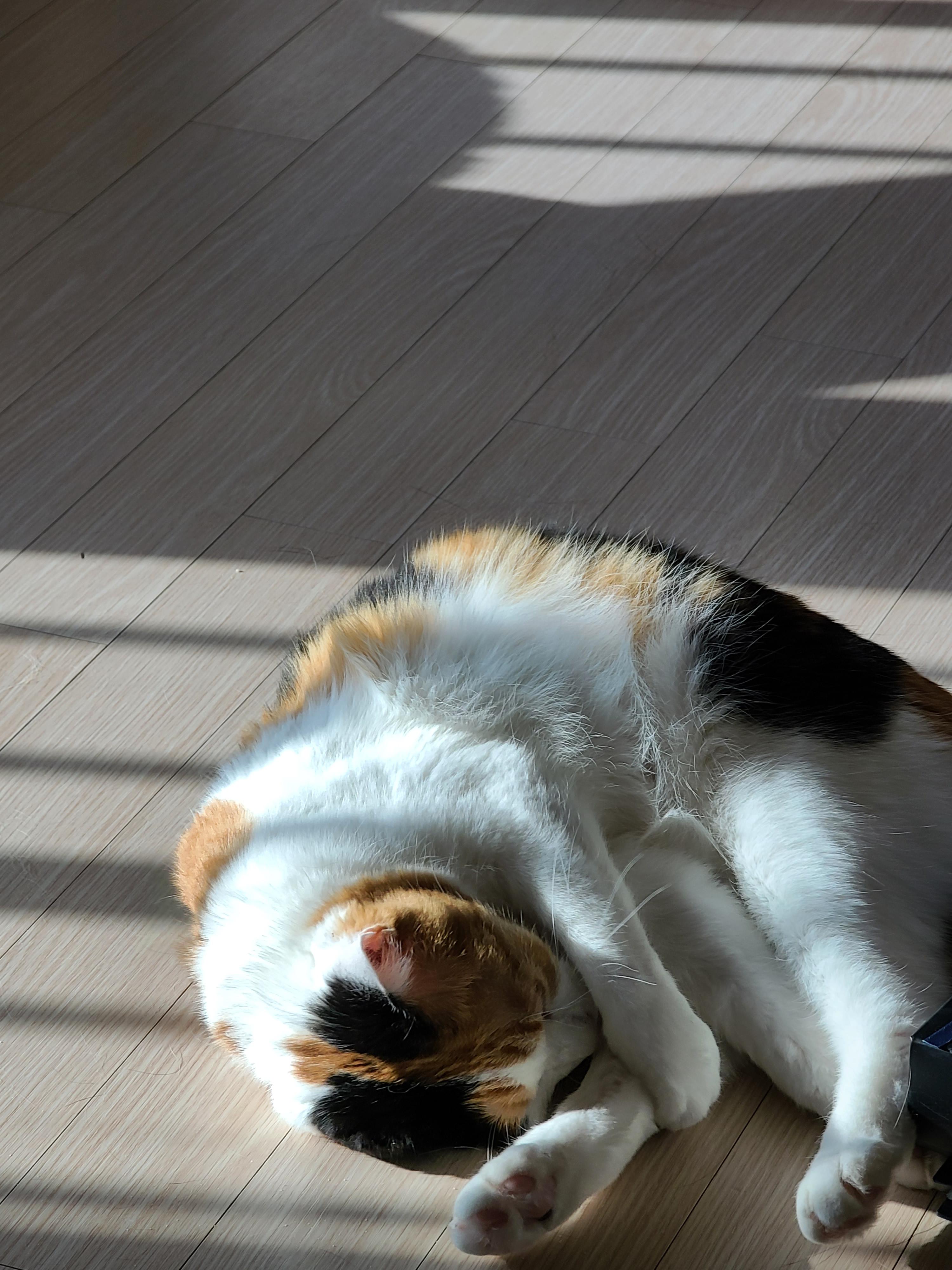 햇살받으면 기분업되는 고양이. 삼색이 고양이