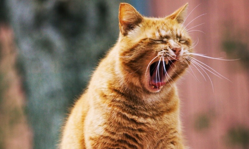 하품하는-고양이