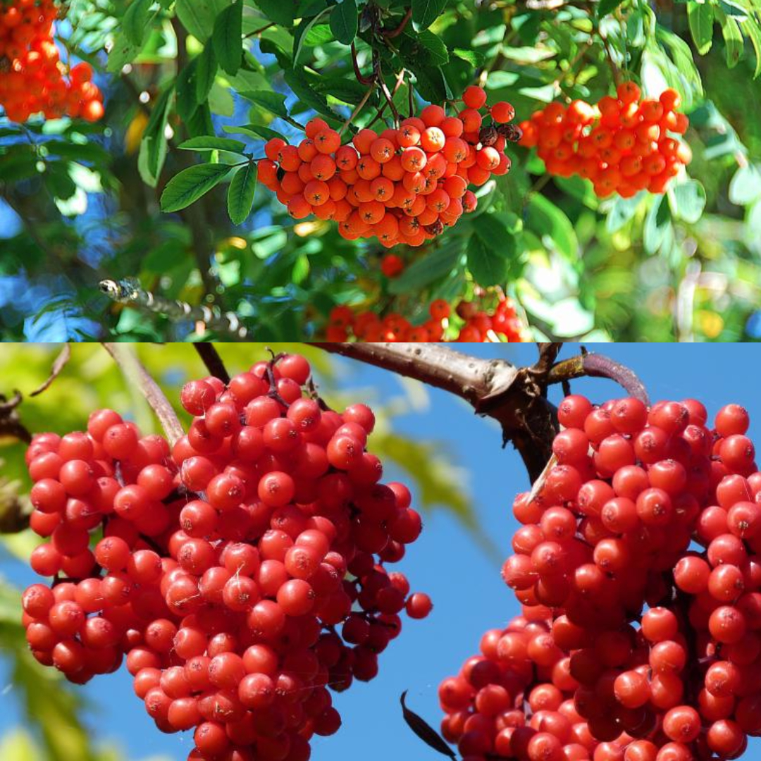 마가목 열매 사진. 생김새