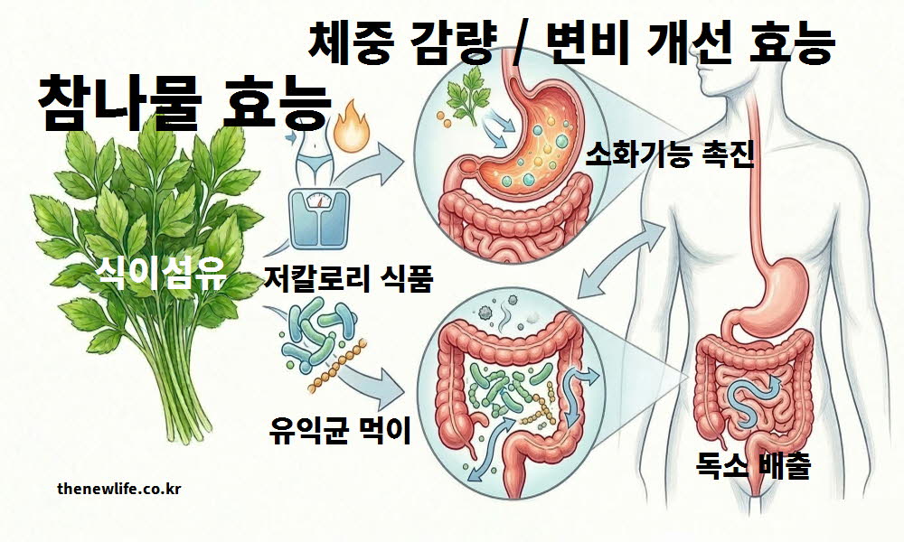 참나물 효능이 체중 감량과 변비 개선에 도움을 주는 원리를 설명하는 이미지
