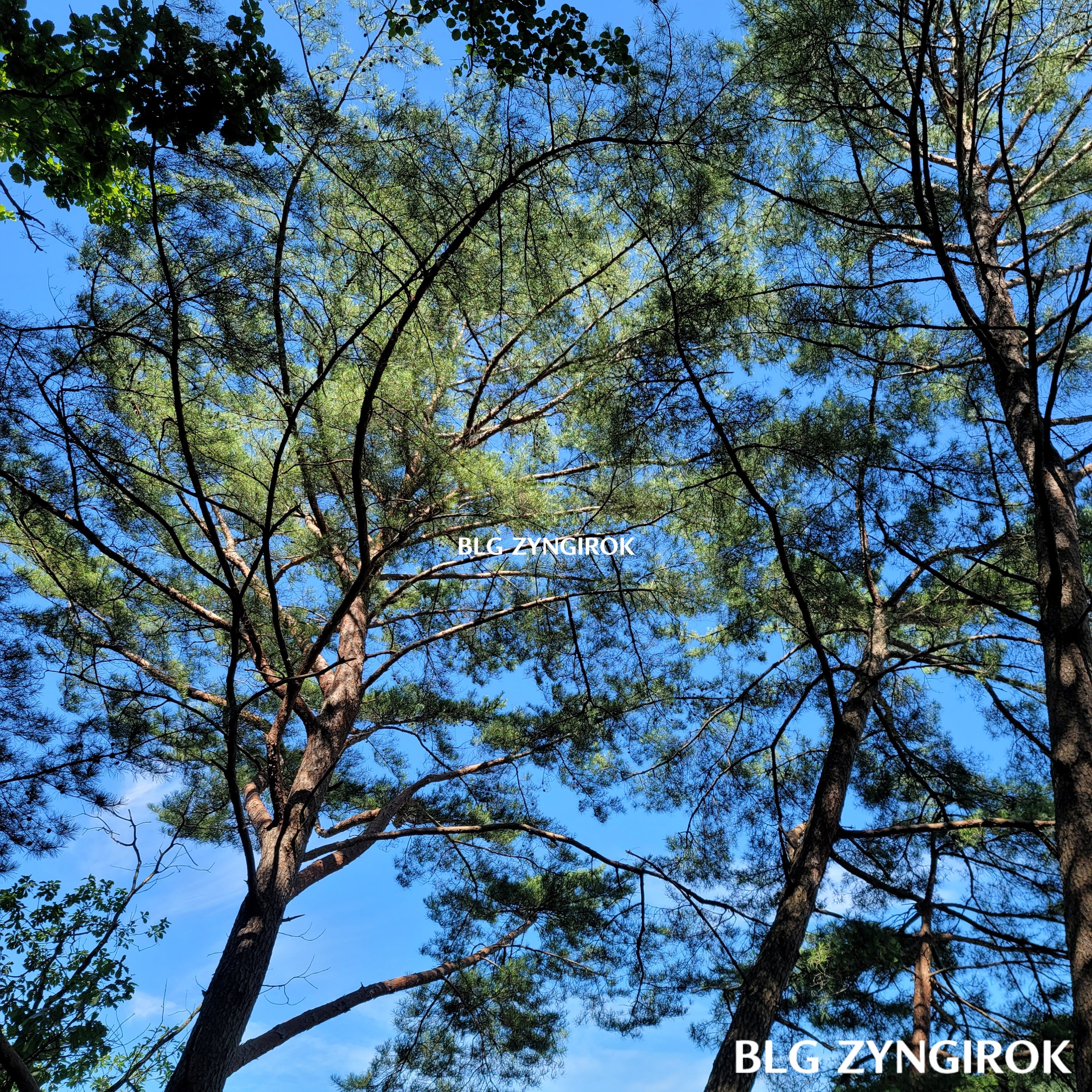 산정호수에서-바라본-나무모습이다.