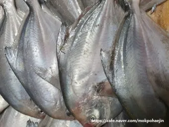 6월 제철 횟감 맛집 어디서 먹는 게 가장 맛있을까요 지역별 상세 추천_10