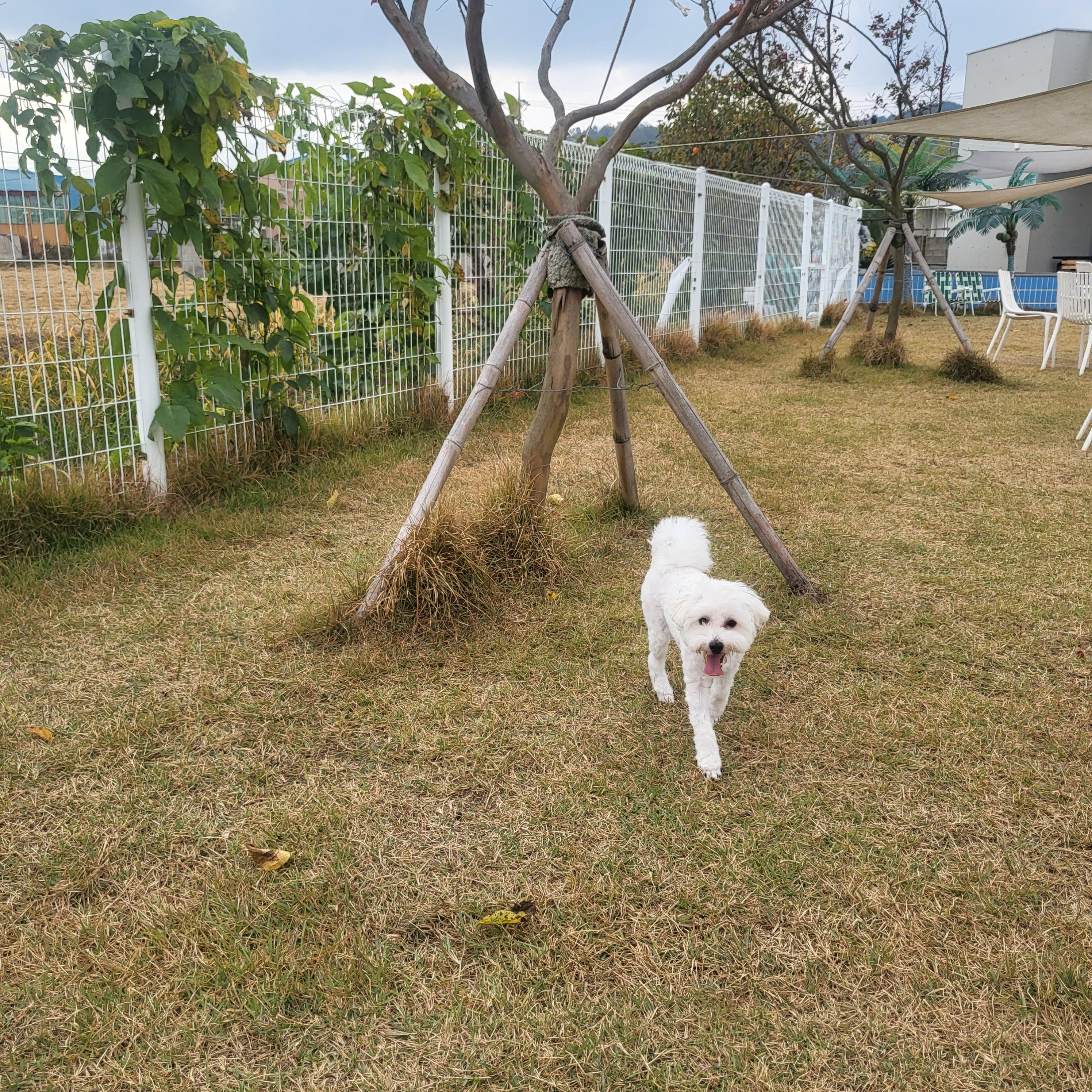강아지 눈물자국 고민해결