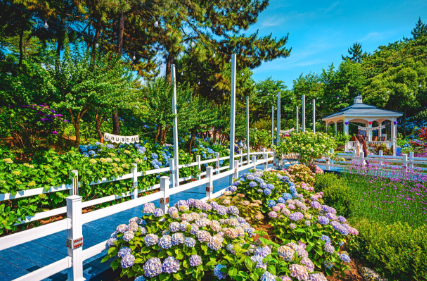 경상권 수국명소 추천 7곳, 여름의 정취를 만끽할 수 있는 곳